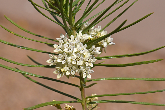Asclepias linaria, Pineneedle Milkweed